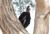 Abyssinian Ground Hornbill (Bucorvus abyssinicus)
