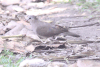 Blue-spotted Wood Dove (Turtur afer)