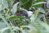 Black-crowned Waxbill (Estrilda nonnula)