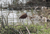 African Jacana (Actophilornis africanus)