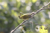 Northern Yellow White-eye (Zosterops senegalensis)