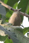 Northern Puffback (Dryoscopus gambensis)