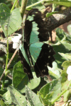 Apple-green Swallowtail (Papilio phorcas)