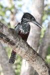 Common Giant Kingfisher (Megaceryle maxima maxima)