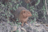 Common Dwarf Mongoose (Helogale parvula)