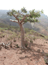 Frankincense Tree (Boswellia elongata)