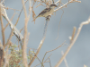 Socotra Sparrow (Passer insularis)