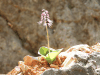 Ledebouria grandifolia