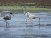 Greater Flamingo (Phoenicopterus roseus)